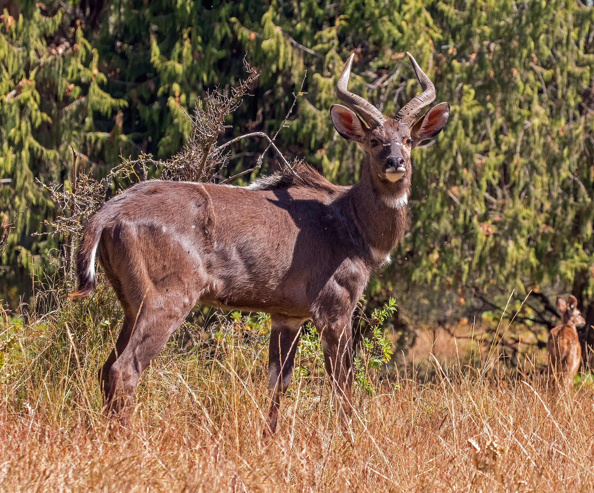 Tala Game Reserve